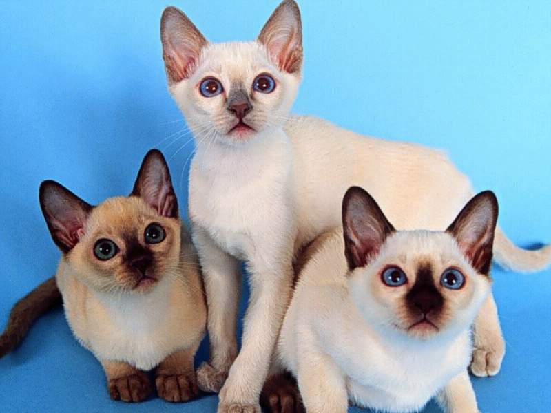 Сиамская порода кошек (Siamese Cat)