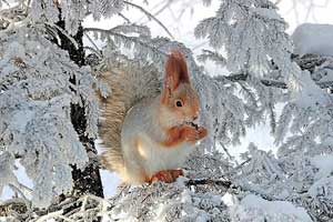 Сказка Новогодний подарок