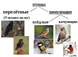 Конспект интегрированного занятия по экологии с детьми старшего дошкольного возраста: «Зимующие и перелетные птицы».