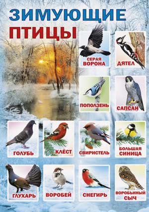 Проект «Птицы – наши друзья» (зимующие птицы)