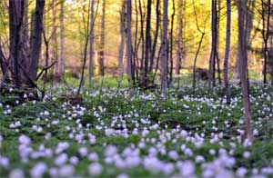 Конспект НОД Весенний лес