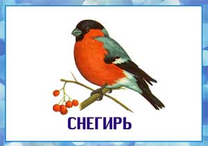 Конспект НОД в подготовительной группе по теме: «Зимующие птицы» возраст: 6-7 лет