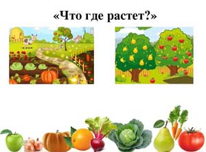 Дидактическая игра «Что, где растет?»